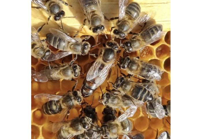 Los Beneficios de la Miel de Brezo: Un Tesoro Natural para tu Salud