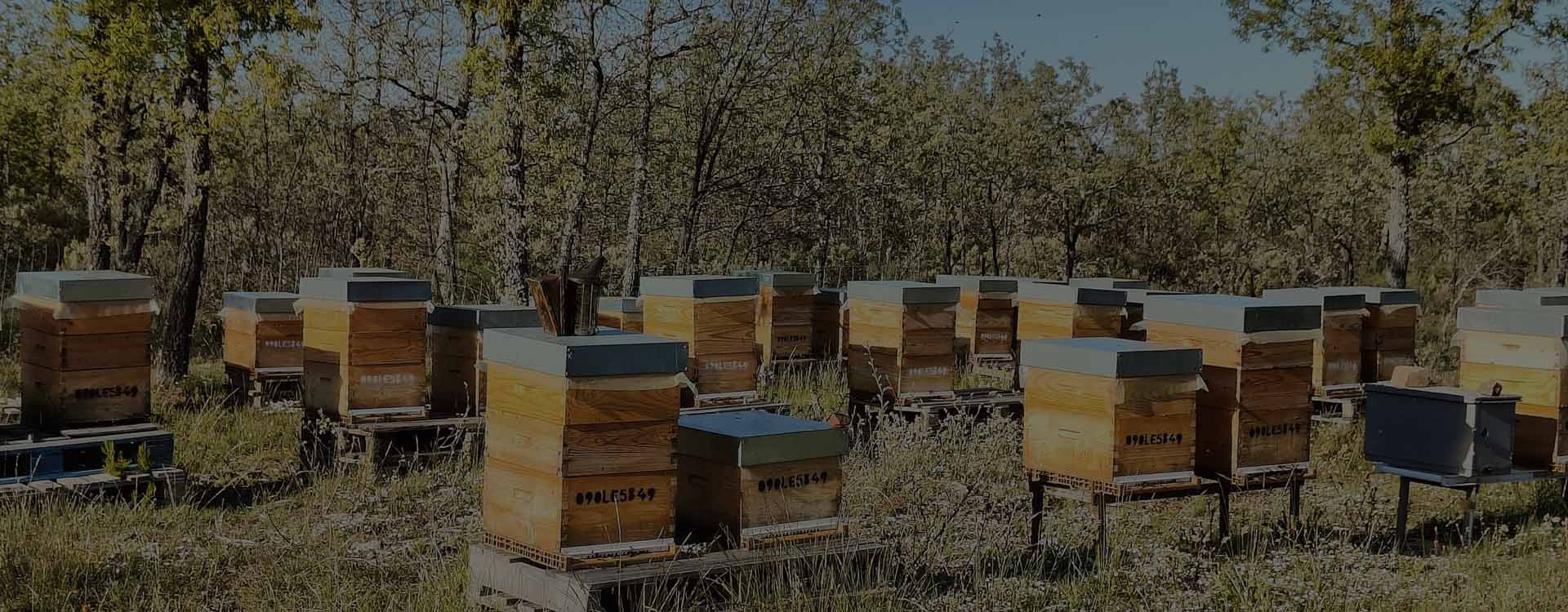 Nuestras colmenas